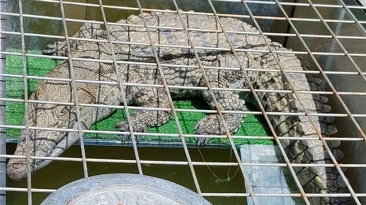 İstanbul Kartal sahilde timsahını gezdiren kişi yakalandı