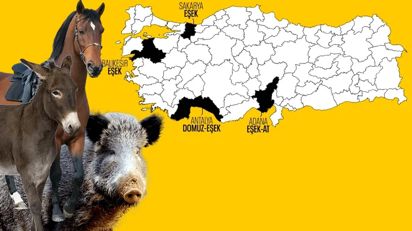 Vatandaşa neler yedirmişler neler! İşte gıdada yapılan oyunların illere göre dağılımı