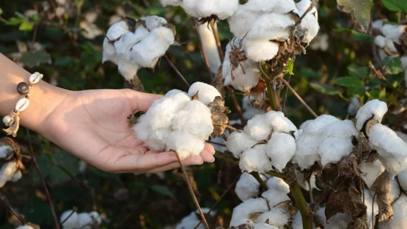 248 milyon pamuk gibi uçtu! Devleti böyle dolandırdılar