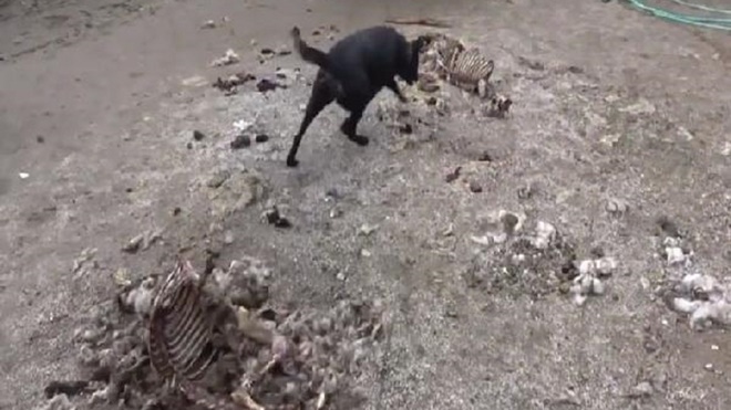 7 yıldır kayıp olan Emrah'ı akrabaları öldürüp ahır bahçesine gömmüş