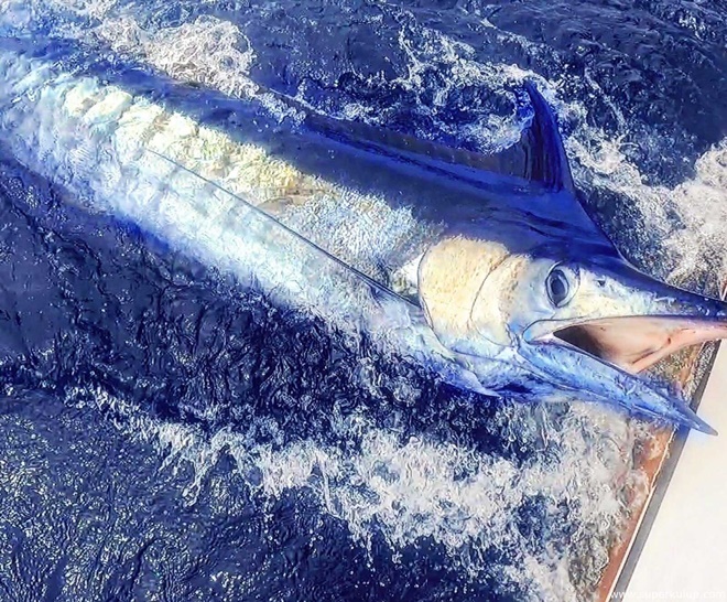 TÜRKLER MAVİ MUCİZEYİ AFRİKA’DA BULDU