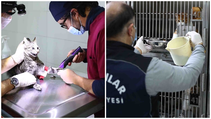 İNSANA VE HAYVANA EŞİT SAĞLIK HİZMETİ