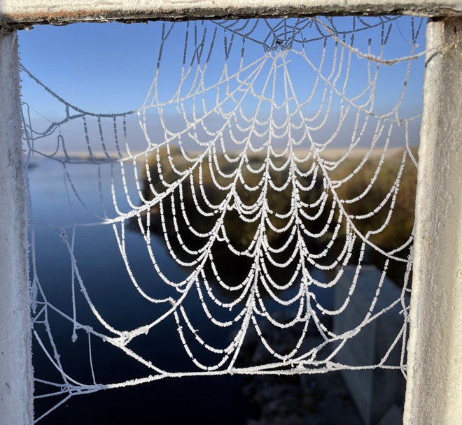 Ardahan ve Kars donuyor! Soğuk hava nedeniyle örümcek ağları bile buz tuttu