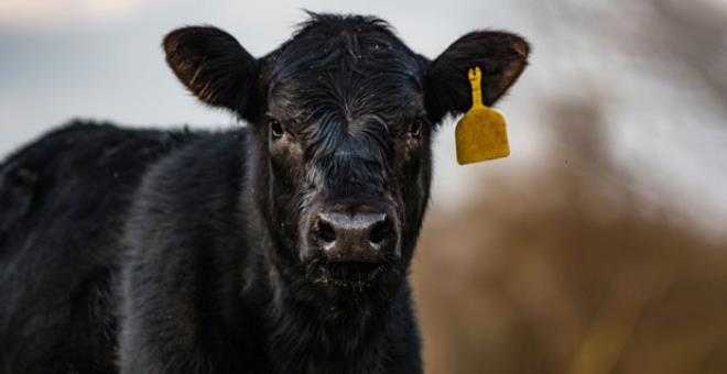 Bir ülke bunu konuşuyor! 12 yaşındaki çocuğu öldüren inek tutuklandı