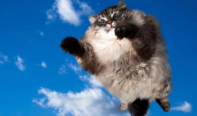 Borsalarda ölü kedi sıçraması