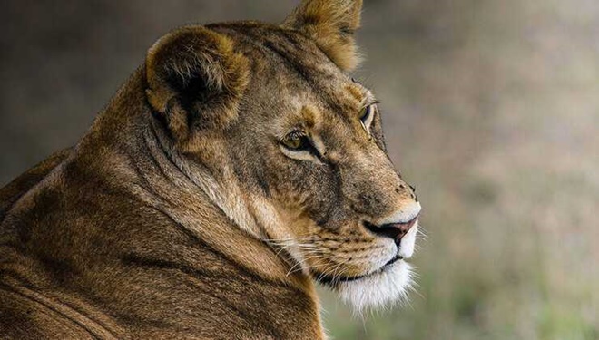Bu balık türü dünyada sadece Burdur'da yaşıyor! Nesli tükenmek üzere