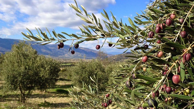 Çevre Şehircilik Bakanlığı'ndan zeytinlik iddialarına açıklama