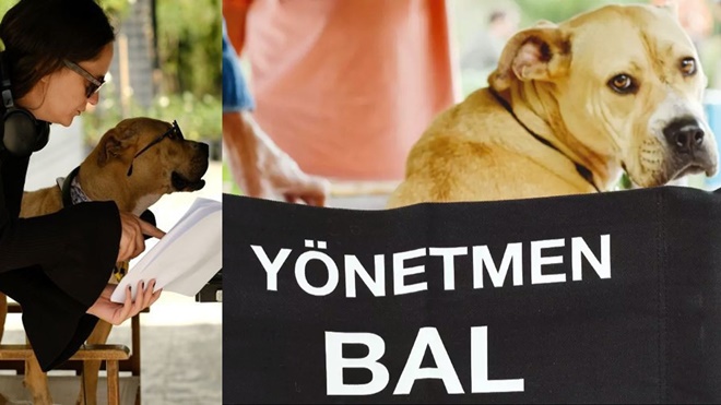 'Dikkat Köpek Var' dizisi sinemaya transfer oldu