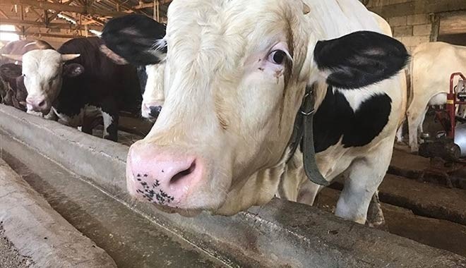 Erdoğan indirim müjdelemişti: Yem fiyatlarına zam yapıldı