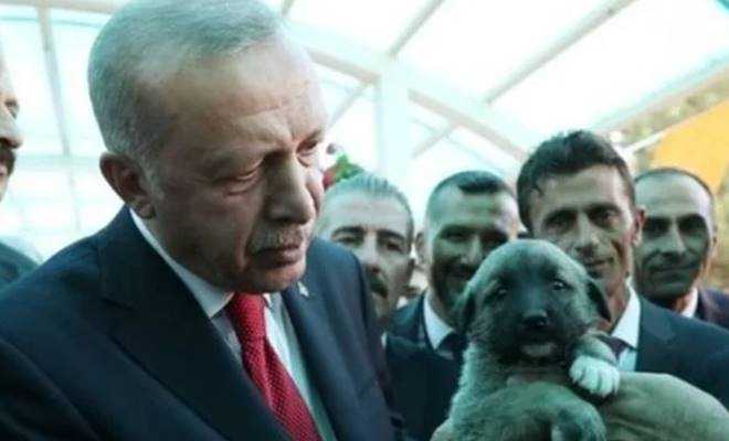 Hapis cezaları yolda! Hayvan hakları yasasında sona gelindi!