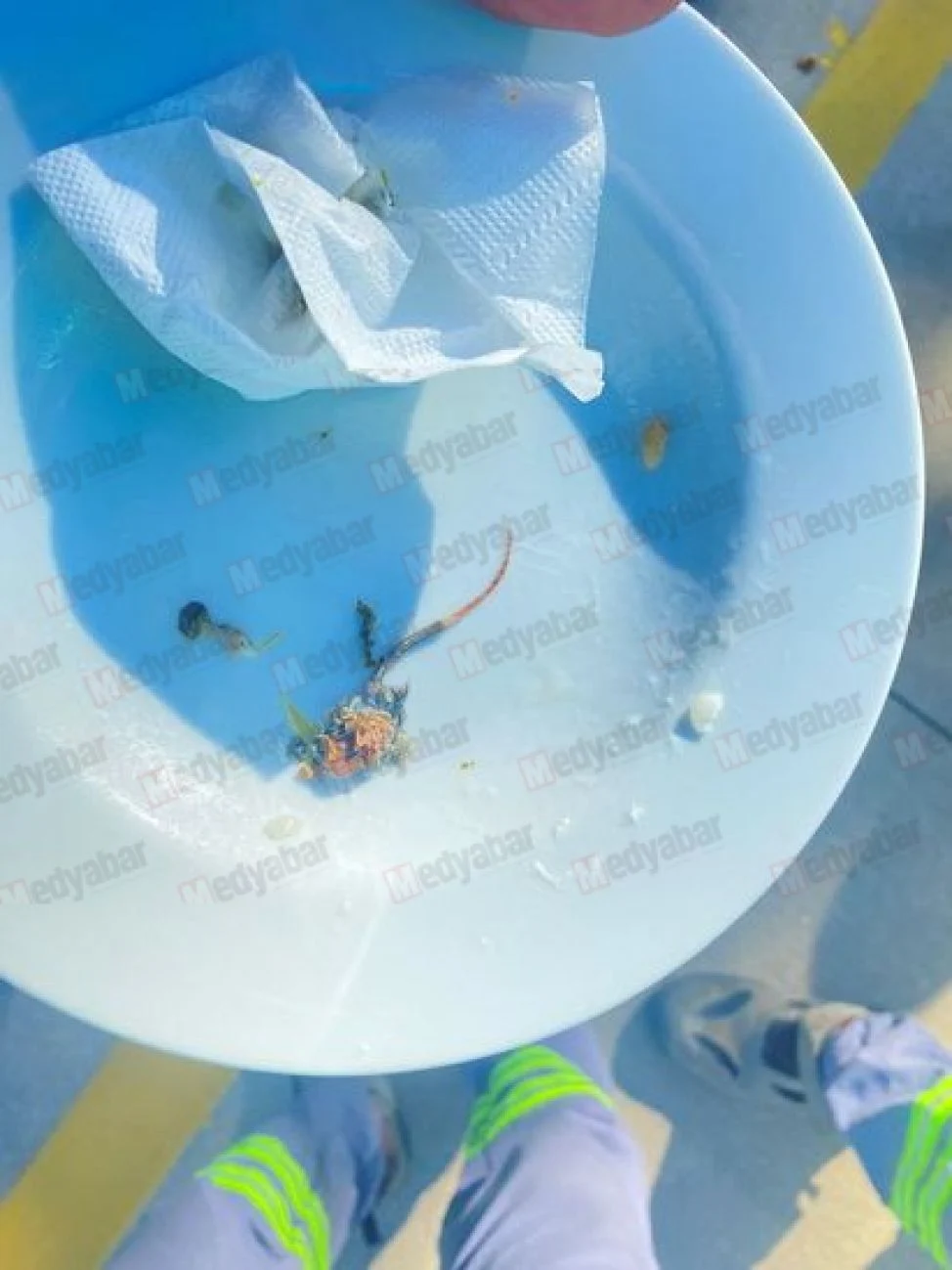 Önce et sandı çiğnedikten sonra kuyruğu fark edince şoke oldu